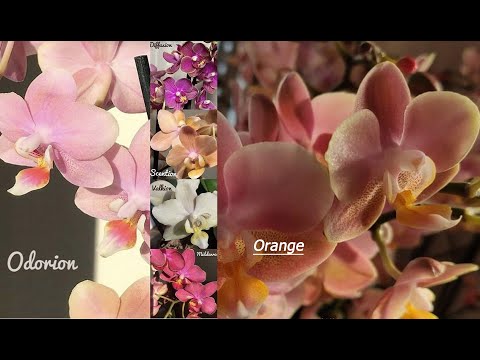 Видео: "Парфюмерная фабрика". Особенности ухода за этой орхидеей.
