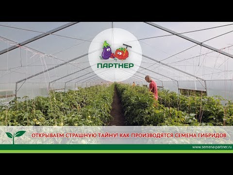 Видео: ОТКРЫВАЕМ СТРАШНУЮ ТАЙНУ: КАК ПРОИЗВОДЯТСЯ СЕМЕНА ГИБРИДОВ?