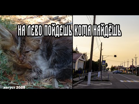 Видео: Пошла на лево и нашла кота!