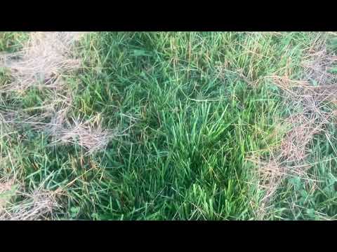 Видео: Обновление по посеву заморозков!