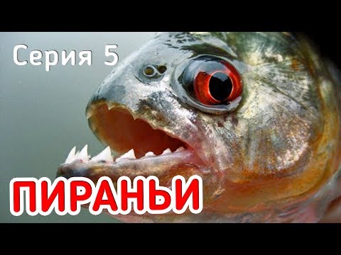 Видео: ПИРАНЬИ СЪЕДАЮТ ОКУНЯ! Приключения! Фидерная рыбалка. Серия 5