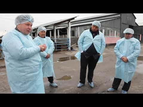Видео: 6. Заменитель цельного молока. Видео-урок для фермеров-молочников