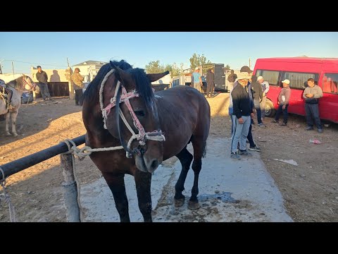 Видео: Қызылорда булан мал базары.  02.09.2024.