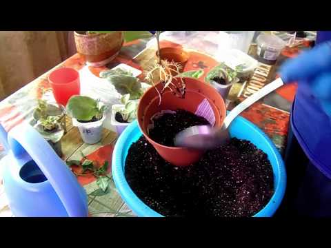 Видео: Гардения - посадка черенков.