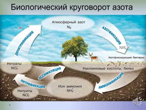 Видео: Цикл азота: азотфиксация