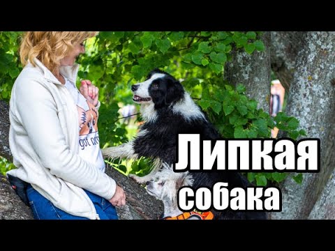 Видео: 8 шагов к липкой собаке. Как сделать собаку липкой, формируем комфортную прогулку