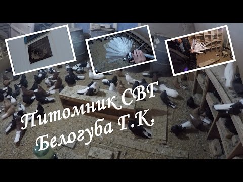 Видео: Питомник СВГ Белогуба Г.К.