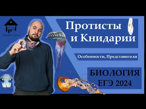 Видео: Протисты и Кишечнополостные для ЕГЭ 2024 |ЕГЭ БИОЛОГИЯ|Freedom|