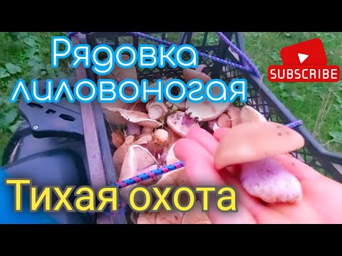 Видео: Поход по грибы удался! Рядовка лиловоногая