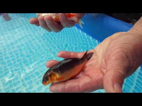 Видео: Пересадка карпов Кои в выростовик.