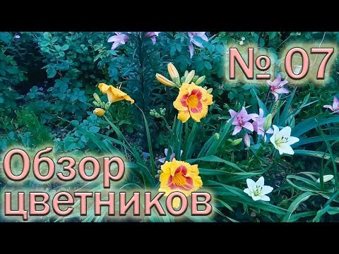Видео: Обзор цветников №7 (9.06.2018). Лилии, лилейники, хризантемы, розы, портулаки