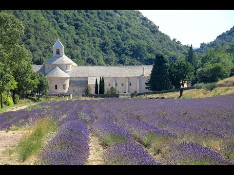Видео: Лавандовые поля. Франция. 07.2023