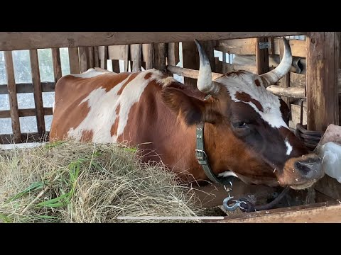 Видео: 15 августа 2025 г.