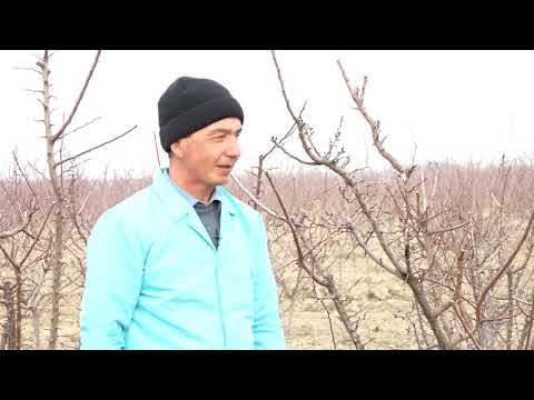 Видео: Маслихати Мутахасиси Нихоли Зардолу