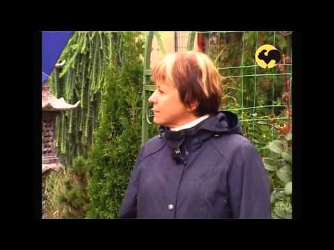 Видео: Авторский сад 2ч.Ландшафтные хитрости серия 57