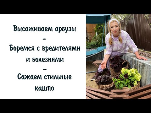 Видео: Высаживаем арбузы. Боремся с вредителями. Сажаем стильные кашпо