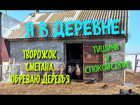 Видео: Я в деревне. Творожок, сметана.  Обрезаю плодовые деревья у товарища.