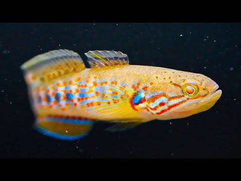 Видео: Разведение и выращивание полосатых пескарей (Mogurnda cingulata)