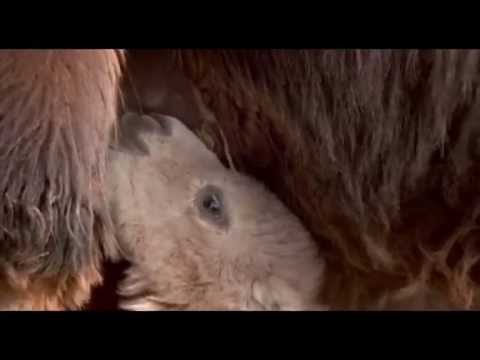 Видео: Хөөс
