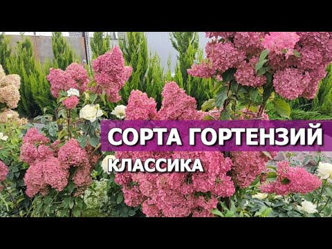 Видео: ЛУЧШИЕ СОРТА ГОРТЕНЗИЙ: КЛАССИКА | СОРТА ГОРТЕНЗИЙ В МОЕМ САДУ