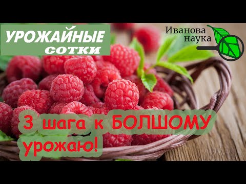 Видео: СДЕЛАЙТЕ ЭТО и МАЛИНА с ЗЕМЛЯНИКОЙ ЗАВАЛЯТ ВАС УРОЖАЕМ. А БЕЗ ЭТОГО - НИКОГДА! Всего лишь 3 шага!