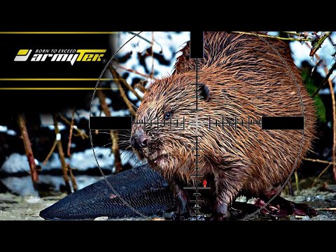 Видео: Охота на бобра 2024. Beaver hunting #охота #бобры #beaver