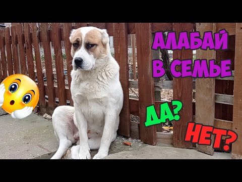 Видео: Стоит ли заводить алабая ???