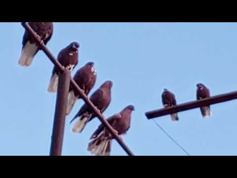 Видео: Николаевские голуби.