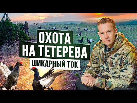 Видео: Как ПРАВИЛЬНО охотиться НА ТЕТЕРЕВА? НЮАНСЫ тетеревиной охоты. Как найти ток и сделать шалаш?