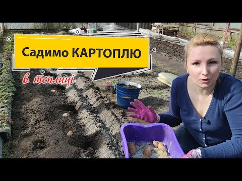 Видео: Посадка картоплі в теплиці, схема, підкормка