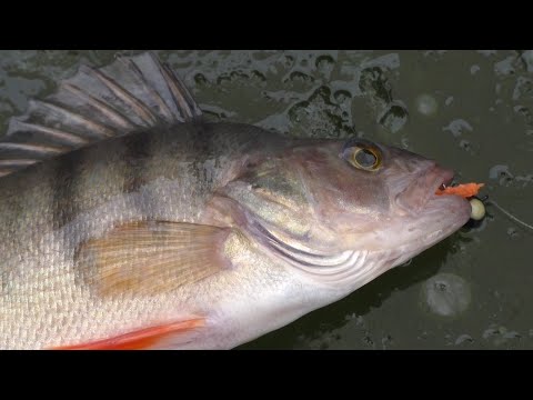 Видео: По первому льду.