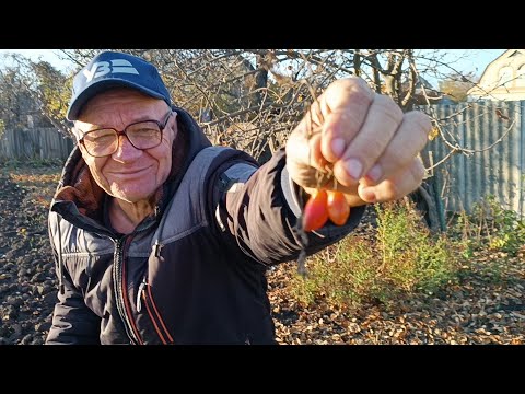 Видео: Закриваємо помідорний сезон.Експеременти у Олі не закінчуються!