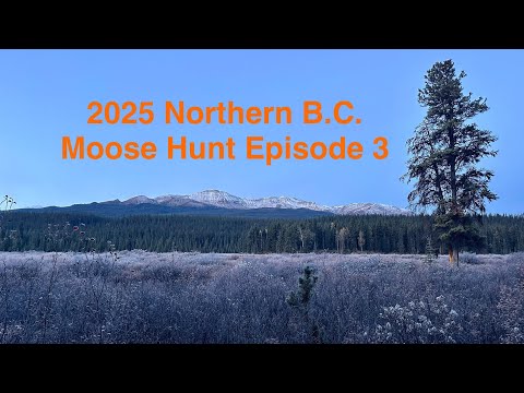 Видео: 2025 г. Охота на лося на севере Британской Колумбии. Эпизод 3
