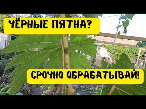 Видео: Чёрные пятна на молодой лозе: срочно обрабатывайте виноград!