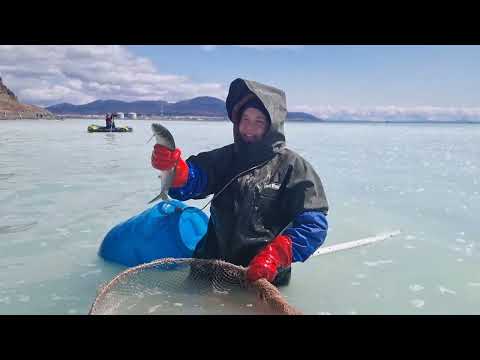 Видео: НЕРЕСТ СЕЛЕДКИ-НА САХАЛИНЕ-  ШОК ЖЕНА  ТАКОГО  ЕЩЁ НЕ ВИДЕЛА .HERRING SPONGE