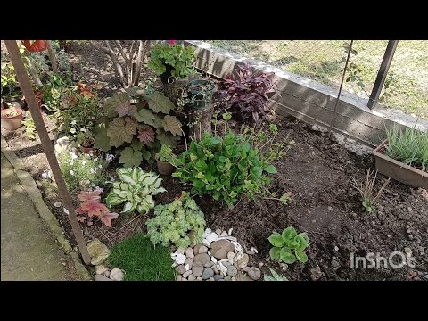 Видео: Горец. Черенкование. Агрессивное растение или декоративное? 🌱🪴