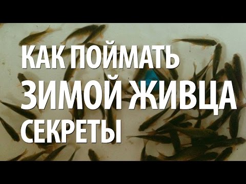 Видео: КАК ПОЙМАТЬ ЖИВЦА ЗИМОЙ - СОВЕТЫ РЫБАКАМ