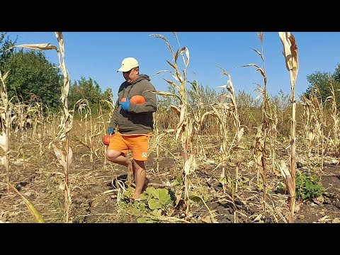 Видео: Забрал гарбузы. Провел эксперимент.