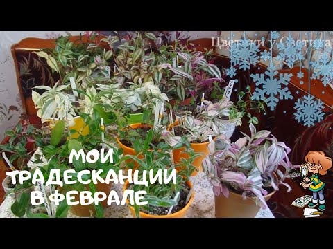 Видео: Обзор моих традесканций. Более тридцати сортов. Мои комнатные растения в феврале