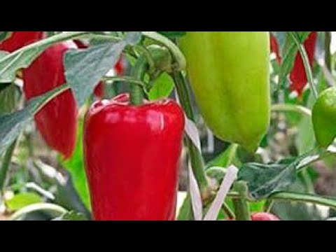 Видео: 11.05.21 Болгар калампир етиштириш.../balgarskiy,  bolgar, bulg'or qalampir ekish.