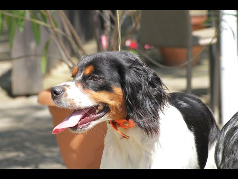 Видео: Епаньол бретон? Какви са преимуществата на породата като служебно куче?