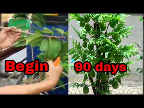 Видео: Сахарные яблоки — приятно, когда их обрезают и удобряют. Сахарные яблоки плодоносят круглый год.