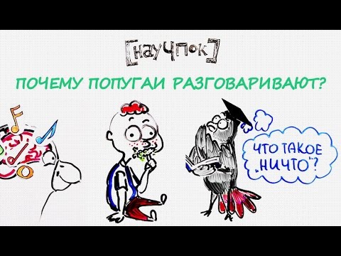 Видео: Почему попугаи разговаривают? — Научпок