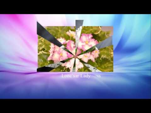 Видео: 170 сортов фиалок - 2 (продолжение)