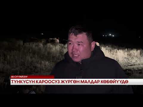Видео: Түнкүсүн кароосуз жүргөн малдар көбөйүүдө 