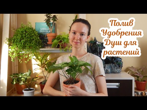 Видео: Полив, удобрения, душ для растений | Уход за комнатными растениями