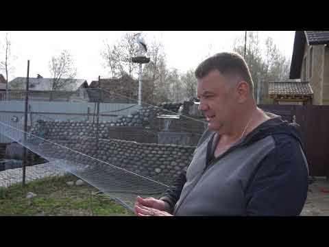 Видео: Рыбки заболели, стали выпрыгивать из воды