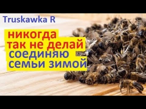 Видео: #пчёлы. Экстремальное соединение слабых семей посреди зимы. Перед  морозами. Чтобы спасти слабышей