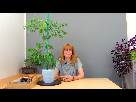 Видео: Фикус Бенджамина на штамбе (ч.6).