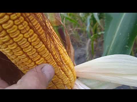 Видео: Огляд демо поля від КВС.